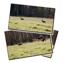 Images from Wildlife