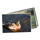 Images from Wildlife