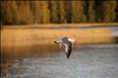 thumbnail of _DSC0577
