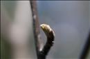 thumbnail of _DS15474