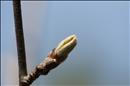thumbnail of _DS15479