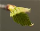 thumbnail of _DS15486