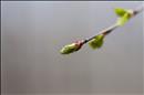 thumbnail of _DS15488