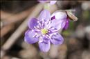 thumbnail of _DS15494