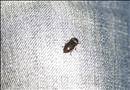 thumbnail of _DS15515