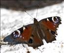 thumbnail of _DS15595