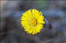 thumbnail of _DS15625