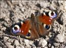 thumbnail of _DS15634